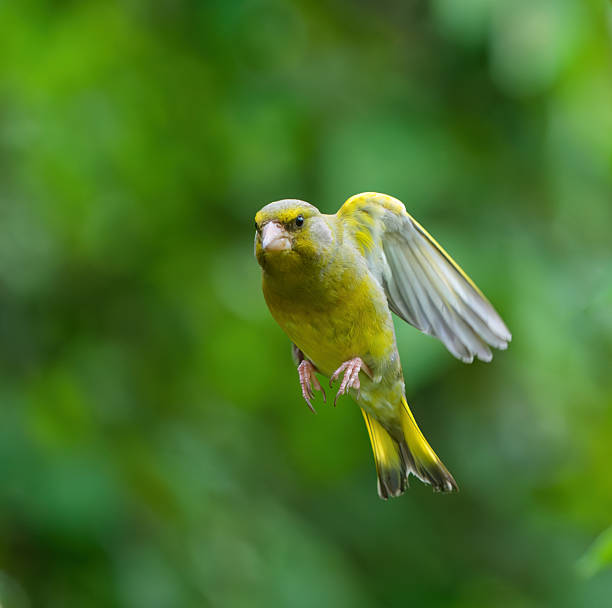 Green finch heading for the bird feeder in the back yard.