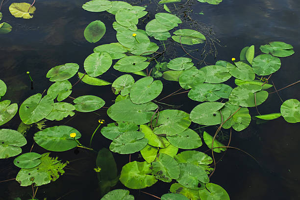 Water lily on surface of water