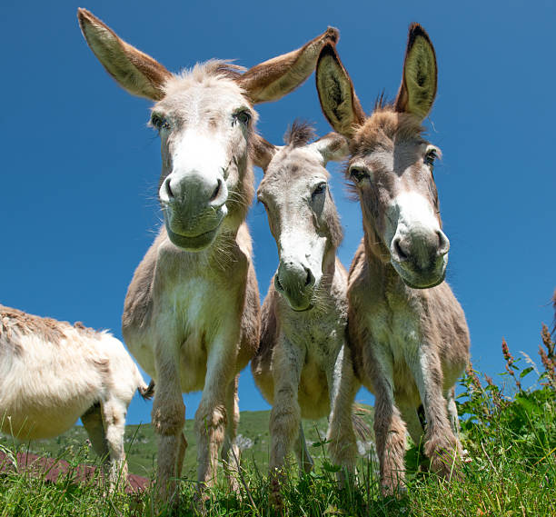 istock Donkeys in freedom on the mountain pasture 2223729679