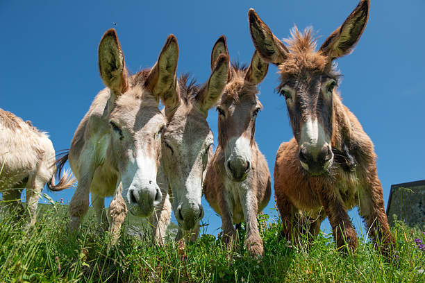 istock Donkeys in freedom on the mountain pasture 2223729700