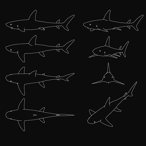 istock Six black and white sharks are outlined in stark white against a dark background, creating a striking contrast. The minimalist design features clean lines and a bold monochrome aesthetic. 2223729716