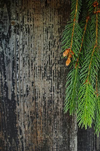 Branch of a tree with a few cones on it. The branch is on a wooden surface. Vertical composition ideal for phone wallpaper or minimal nature backgrounds.