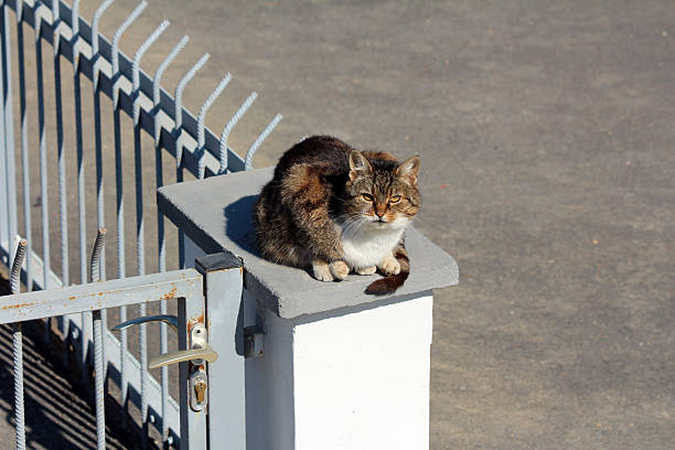 A tabby cat lounges atop a concrete pillar next to a metal gate, basking in sunlight on a paved surface, capturing a moment of urban animal life and relaxation