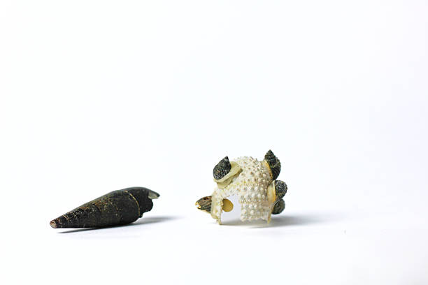 small cracked sea shell isolated on white background