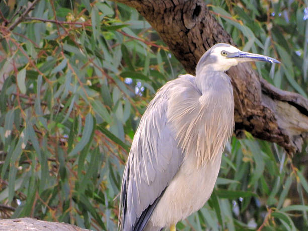The White-faced Heron (Egretta novaehollandiae) is a slender, medium-sized heron with a distinctive white face and throat, contrasting its blue-grey plumage. Found throughout Australia, New Zealand, and nearby islands, it inhabits wetlands, estuaries, and grasslands. Agile and adaptable, it hunts fish, frogs, and insects with sharp strikes of its long yellow bill. Often solitary, it may gather in loose groups during breeding season, building stick nests in trees. Its graceful flight, with slow wingbeats and neck retracted, makes it a striking sight. A common yet elegant bird, it thrives in both natural and urban waterways.