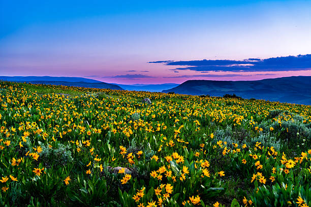 istock Castle Peak Sunset with Wildflowers in Summer 2223732109
