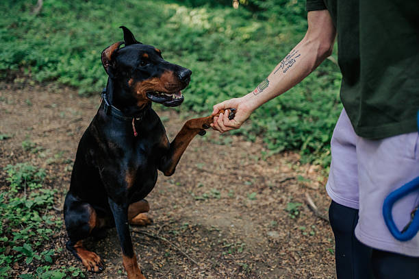 Doberman pinscher shaking hands with its owner while enjoying a walk in a vibrant forest, highlighting their bond and companionship