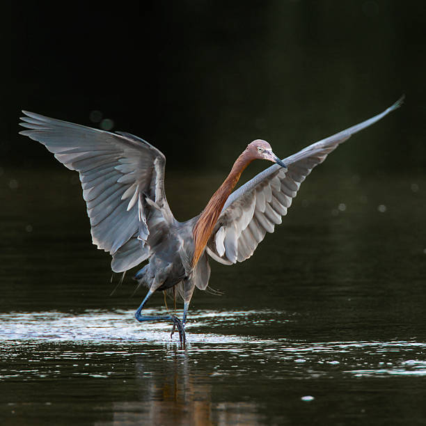 istock Reddish Egret with Wings Spread Chasing Fish in Shallow Water 1 2223737303