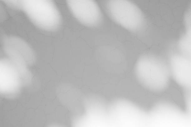 istock Abstract natural tree branch leaves shadow on white wall background 2223737496