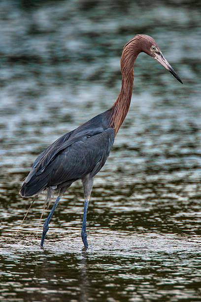 istock Reddish Egret Standing in Shallow Water Looking Down 1 2223738863