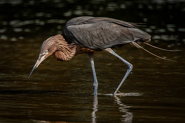istock Reddish Egret Walking in Shallow Water Looking Down 1 2223738871