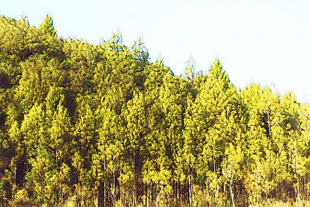This is my photographic image of Trees in a sketch style  effect. Because sometimes you might want a more illustrative image for an organic look.