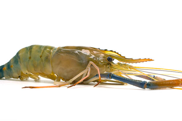 istock Fresh river prawns isolated on white background. Big freshwater prawns. River prawns for cooking. 2223742468
