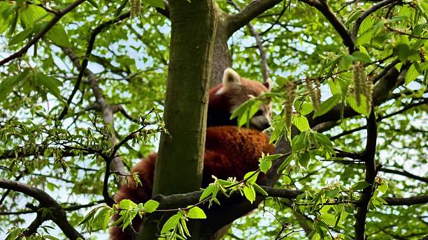 istock The Red Panda is found relaxing peacefully in a tree, showcasing natures captivating charm 2223742538
