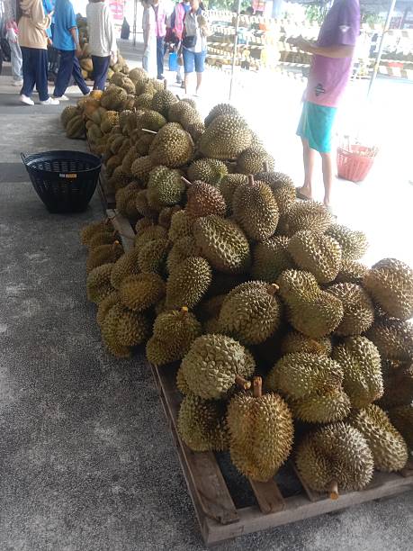 istock Fresh durian, Thai fruit market, ready for sale 2223742632