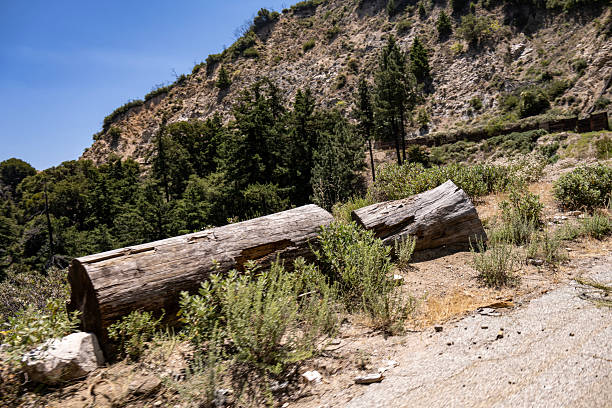 A fallen tree laying to the side of the road along the Santa Clara Truck Trail