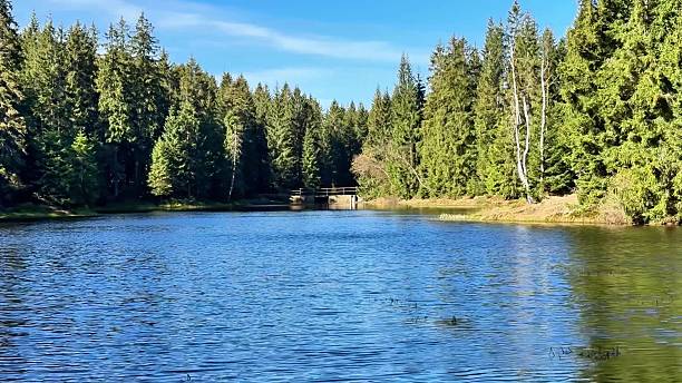 istock A Serene and Beautiful Forest Lake with Stunning Reflections in the Calm Water Surface 2223746420