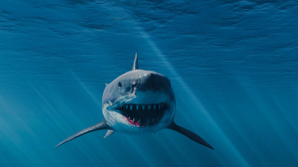 istock Great white shark swimming in tropical underwaters. 3d illustration rendering 2223748062
