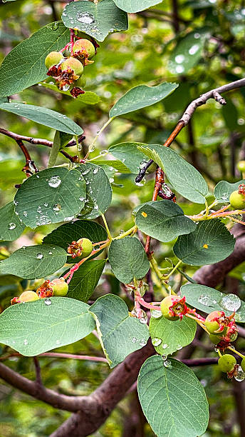 istock Juneberry plant misted with rain 2223748291
