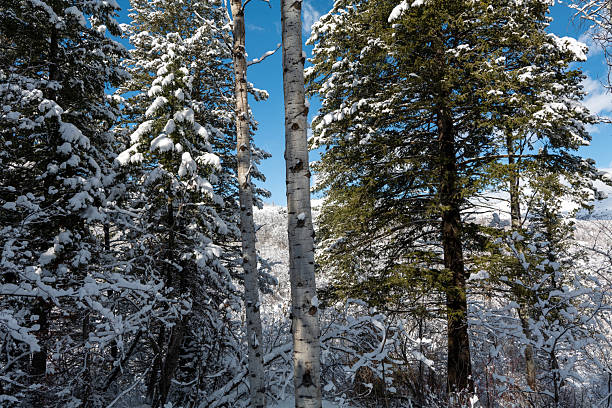 Tree branches covered with white frost against a blue sky in State Utah. Winter background. High quality photo