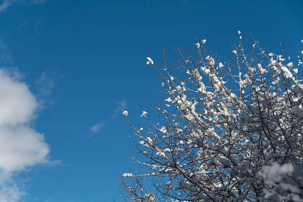 Tree branches covered with white frost against a blue sky in State Utah. Winter background. High quality photo