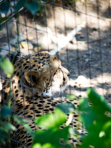 istock Cheetah Sleeping In Shade Behind Wire Fence 2223749958
