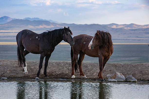 Two Onaqui Wild Horse looking at each other standing near water hole