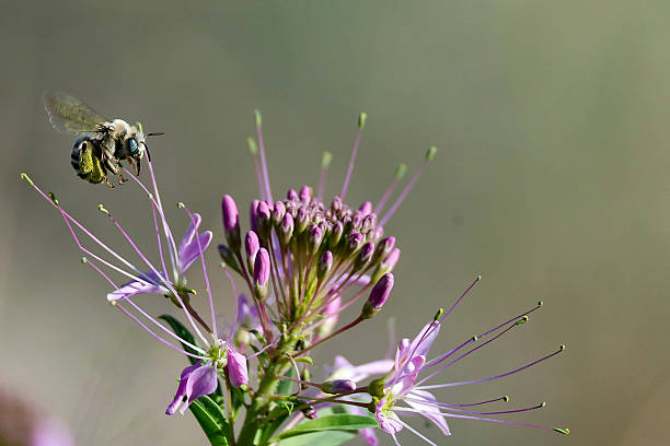 istock Bee flying near purple flower 2223751143