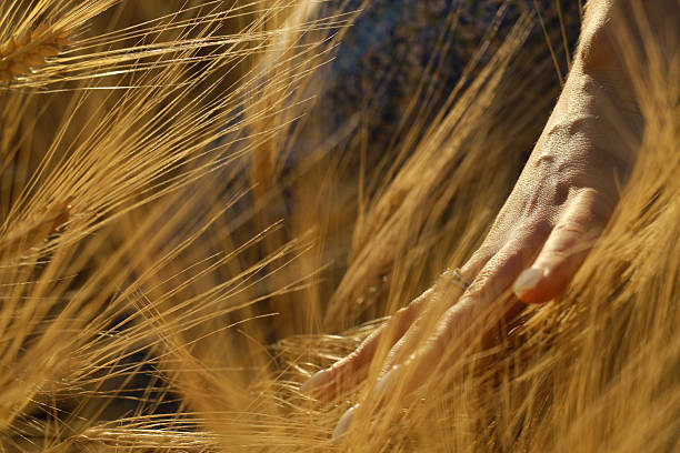 Woman's hand gently brushing through ripe golden wheat spikes in a sunlit field, symbolizing connection to nature and serenity.
