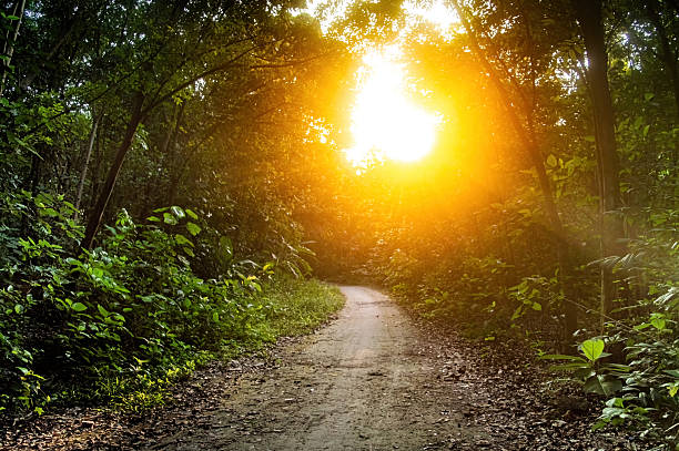 Sunlit forest path surrounded by tall trees and vibrant green foliage, casting warm shadows on the ground. Perfect for eco tourism visuals, nature backgrounds, and woodland travel themes
