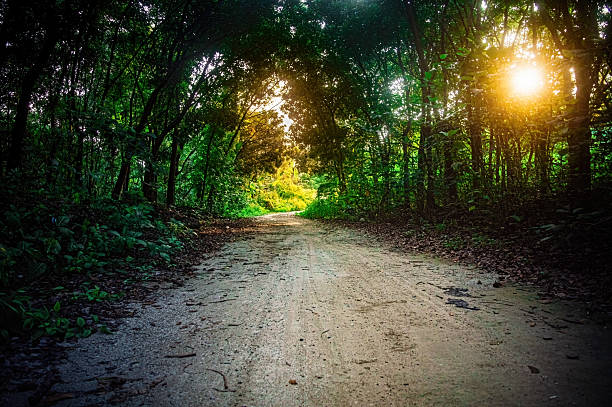 istock Forest path covered in dry leaves and surrounded by lush green trees, captured in soft morning light. Perfect for tranquil nature scenes, eco tourism visuals, and serene landscapes 2223757926