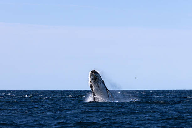 istock A huge humpback whale lunges high from the surface of a dark blue ocean. 2223761849