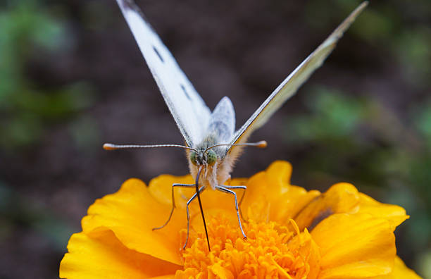 Macro image of a white butterfly on a yellow flower