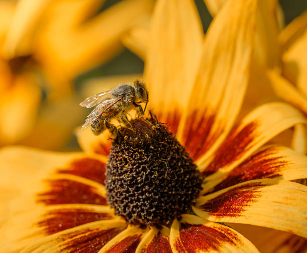A hardworking bee covered in yellow pollen collects it from a blooming echinacea