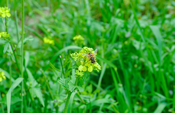 The bees landed on a yellow flower, a flower in the field