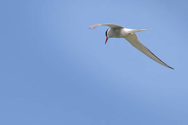 istock A polar tern floating on the background of a blue 2223764369