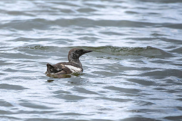 Black guillemot swimming around the sea