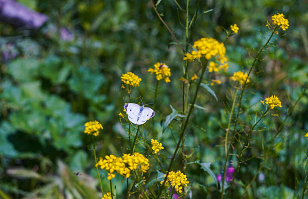 The yellow flower has a white butterfly, a large white butterfly