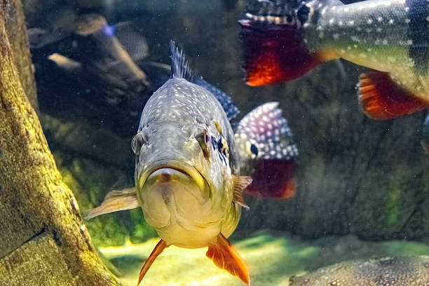 Large predator freshwater fish, Speckled Pavon, cichlid in Amazon river