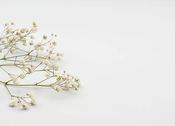 istock Small white gypsophila flowers in white background 2223766260