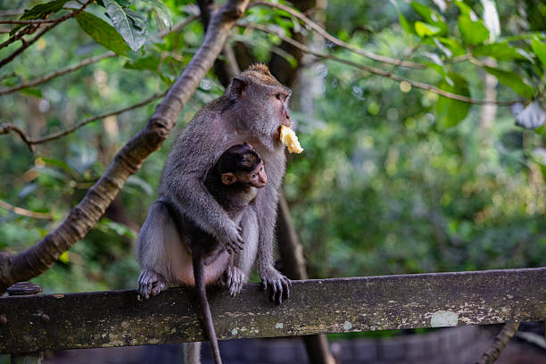 Cute wild Baby monkey holding a banana peel, near mother in wildlife jungle