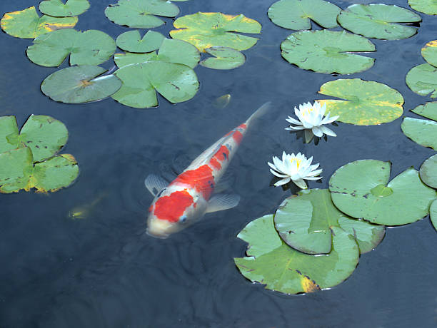 istock Water lilies and red and white carp 2223767941