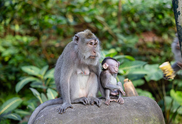istock Mother and baby monkey sits  at monkey forest, Ubud, Bali, Indonesia. 2223768090