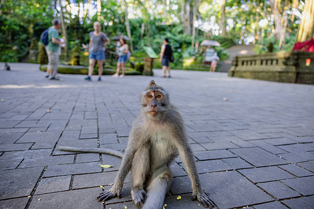 istock Moneky forest Ubud, Bali, Indonesia 2223768092