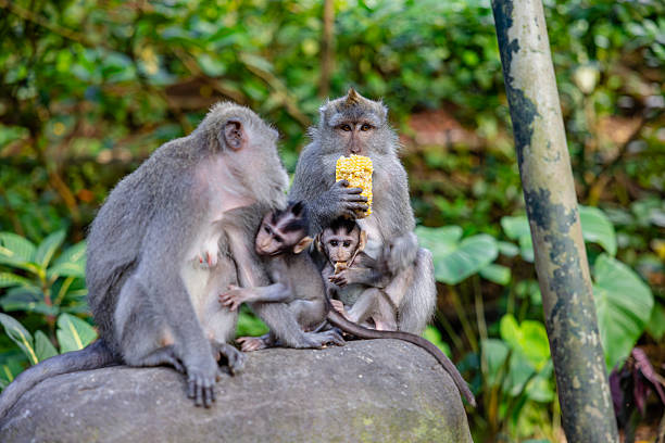 Macaque monkeys at Ubud Monkey Forest Sanctuary in Ubud, Bali, Indonesia.