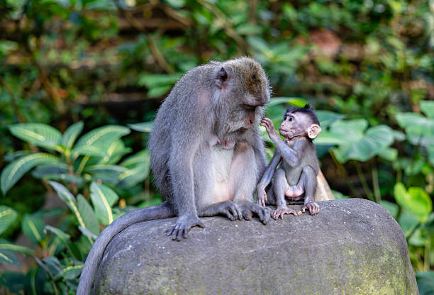 istock Mother and baby monkey sits  at monkey forest, Ubud, Bali, Indonesia. 2223768262