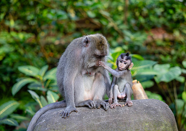 istock Mother and baby monkey sits  at monkey forest, Ubud, Bali, Indonesia. 2223768302