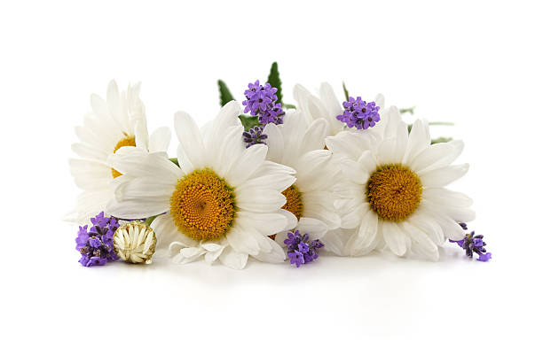 istock Bouquet of chamomiles and lavender. 2223768592