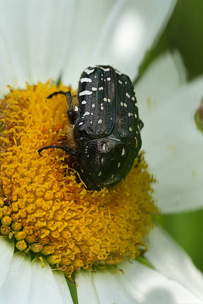 istock Closeup on a dark black and white spotted Oxythyrea funesta beetle on an on-eyed daisy 2223768632