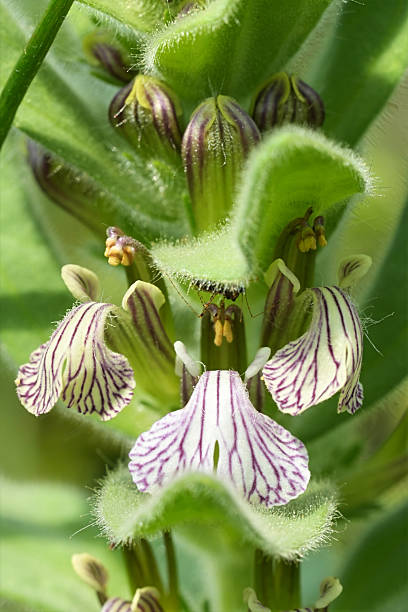 istock Vertical closeup on a flowering Laxmann's Bugleweed, Ajuga laxmannii 2223768698